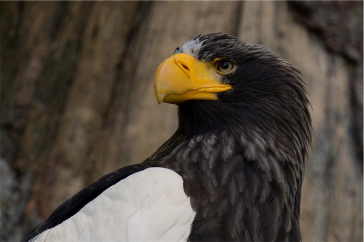 Sea Eagle 0603